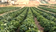 Providing irrigation access to farmers in West Bengal