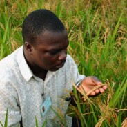 To Harnessing soil and water resources for increased rice productivity in Africa