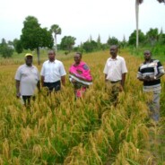 Food Security in Kenya: Rice Research Agenda